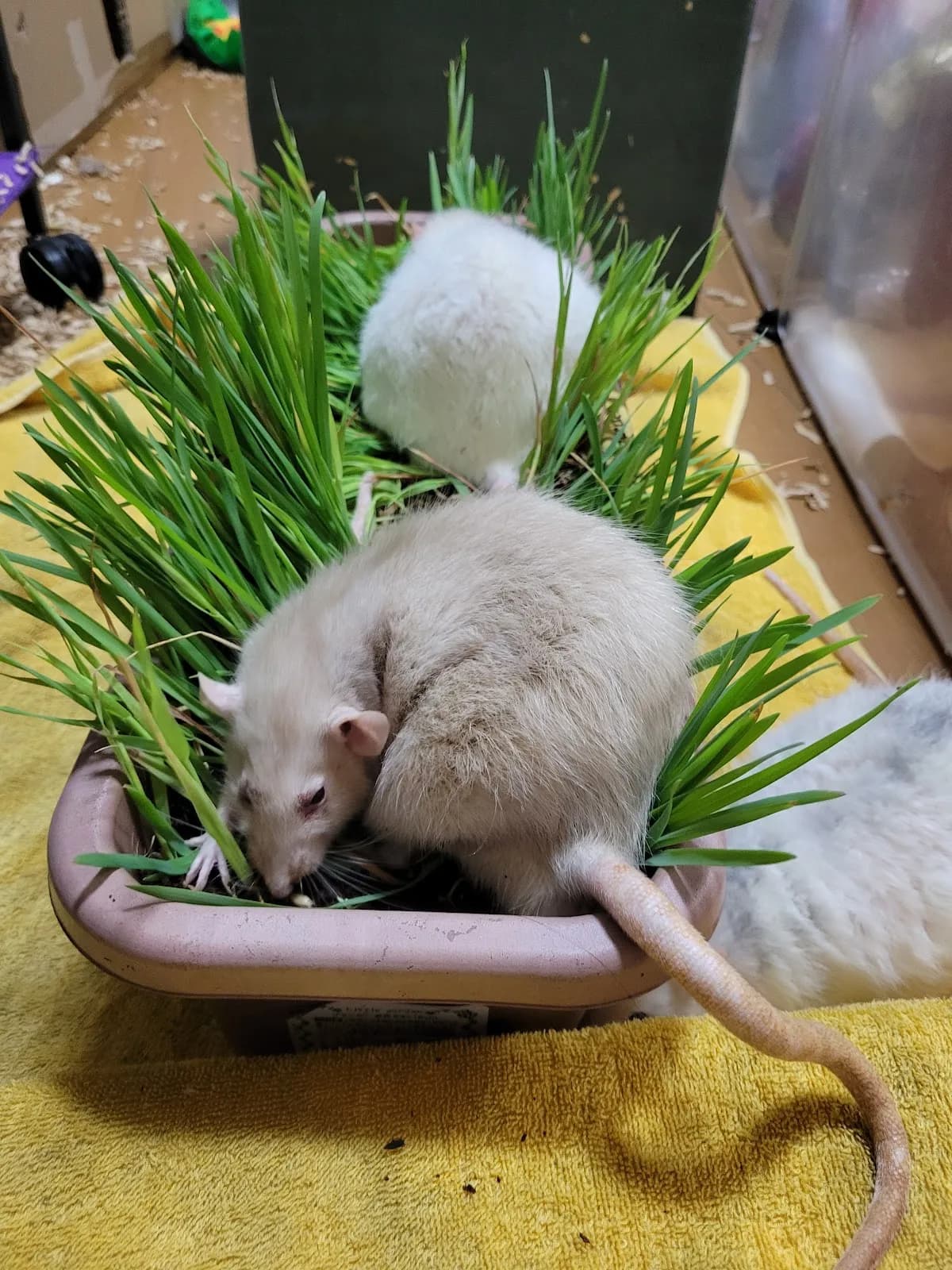 コスモス動物病院
