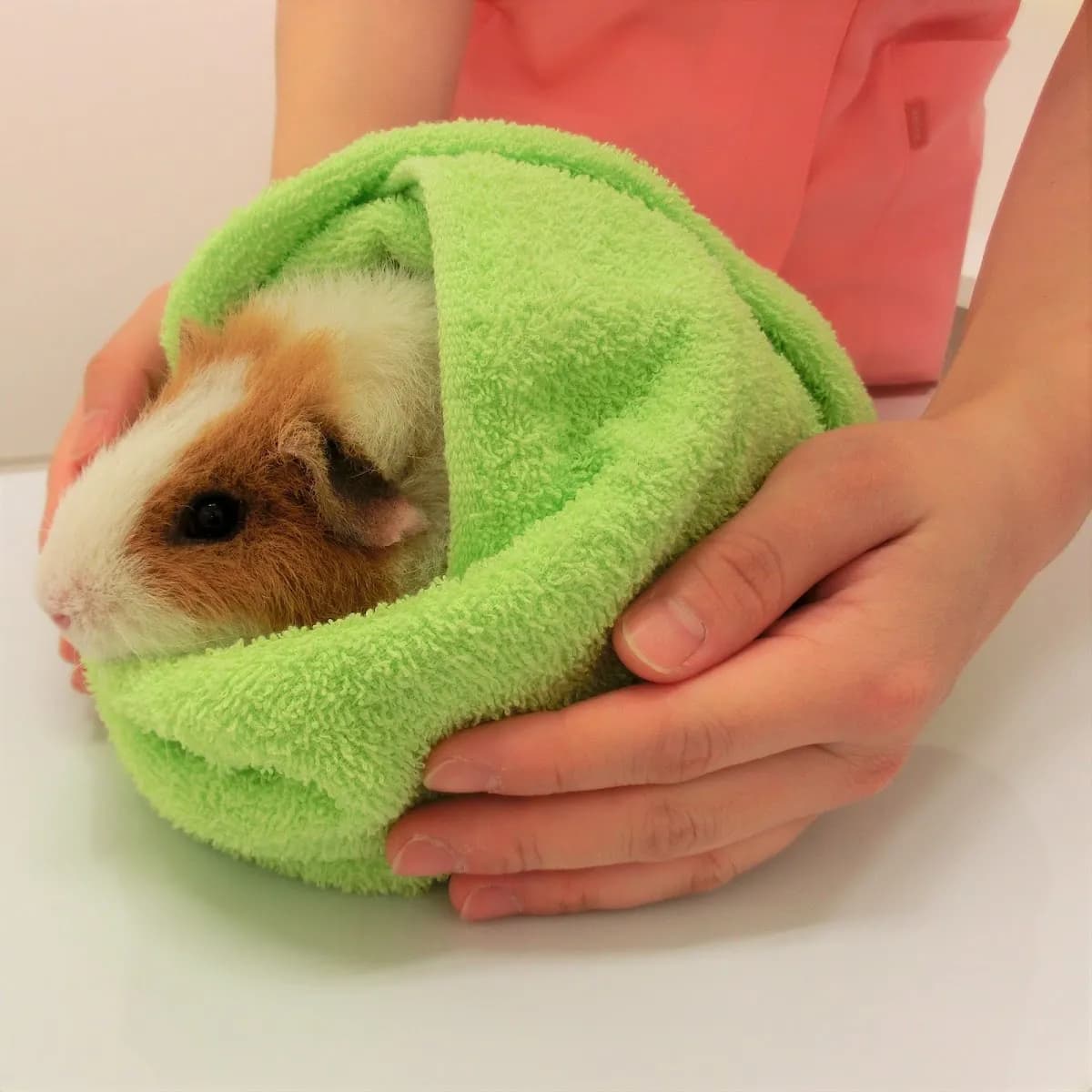 small animal clinic