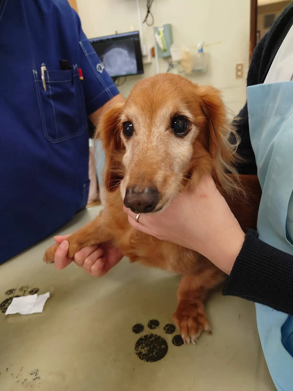川野獣医科