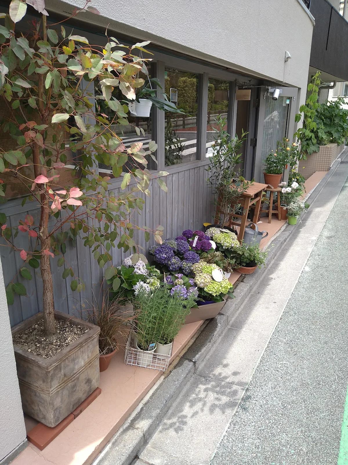 yakko flower plants
