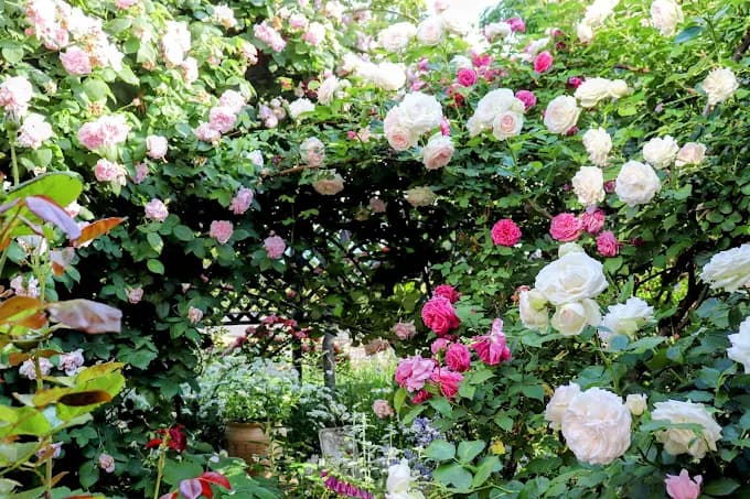 薔薇のお庭 グリーンマンズガーデン Roses